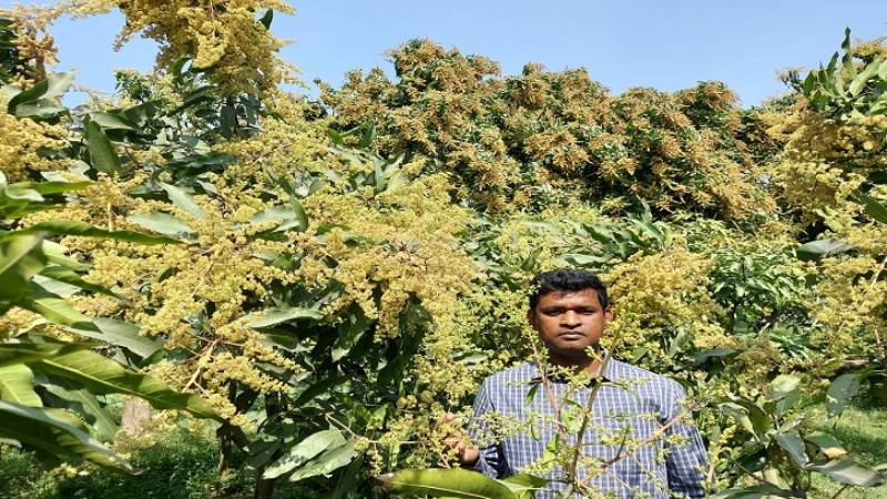 ঝিনাইদহে প্রচুর আমের মুকুল, বাম্পার ফলনের আশা