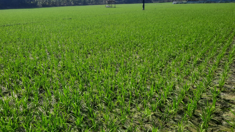 ফকিরহাটে বোরো চাষে জৈব বিপ্লব: প্রশিক্ষণ–প্রণোদনায় সবুজ স্বপ্নের পথে ২০ হাজার কৃষক
