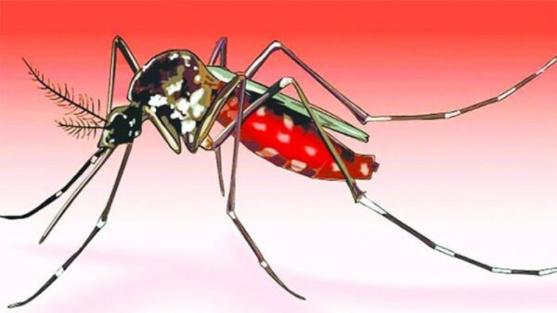ঝিনাইদহে মশার উপদ্রব বৃদ্ধি