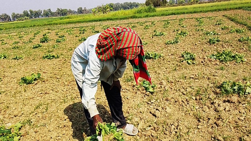 মাগুরায় রামনগর ঠাকুরবাড়ি এলাকায় শসার জমিতে বিষ প্রয়োগে ফসলের ব্যাপক ক্ষতি