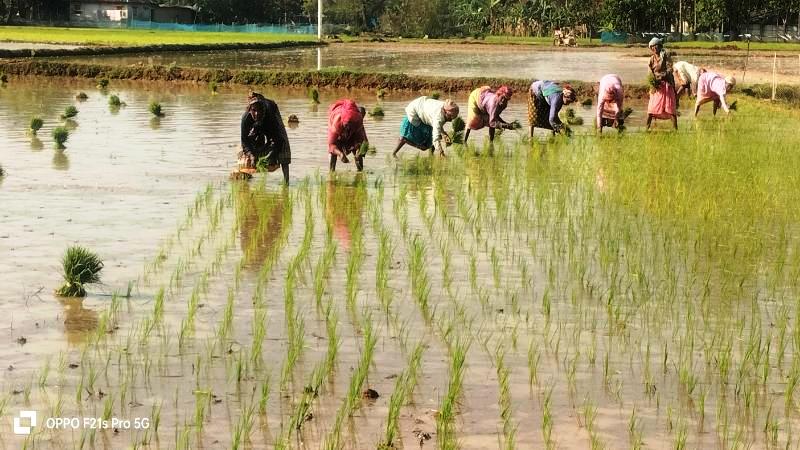 তানোরে আলু উত্তোলনের পর ধান রোপনে ব্যস্ত তানোরের কৃষক কৃষাণী