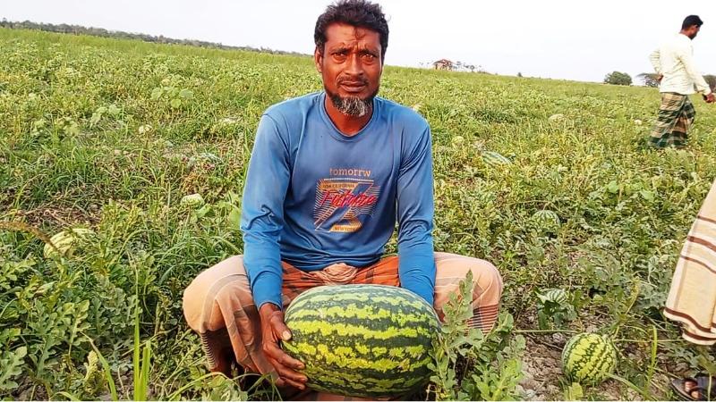 আমতলীতে তরমুজ নিয়ে বিপাকে চাষিরা, শতকোটি টাকা লোকসানের সংঙ্কা!