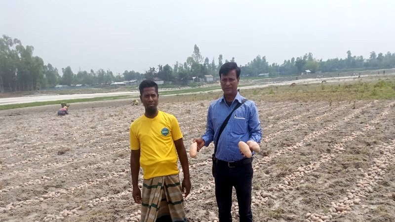 উলিপুরে লোকসানের মূখে আলু চাষিরা