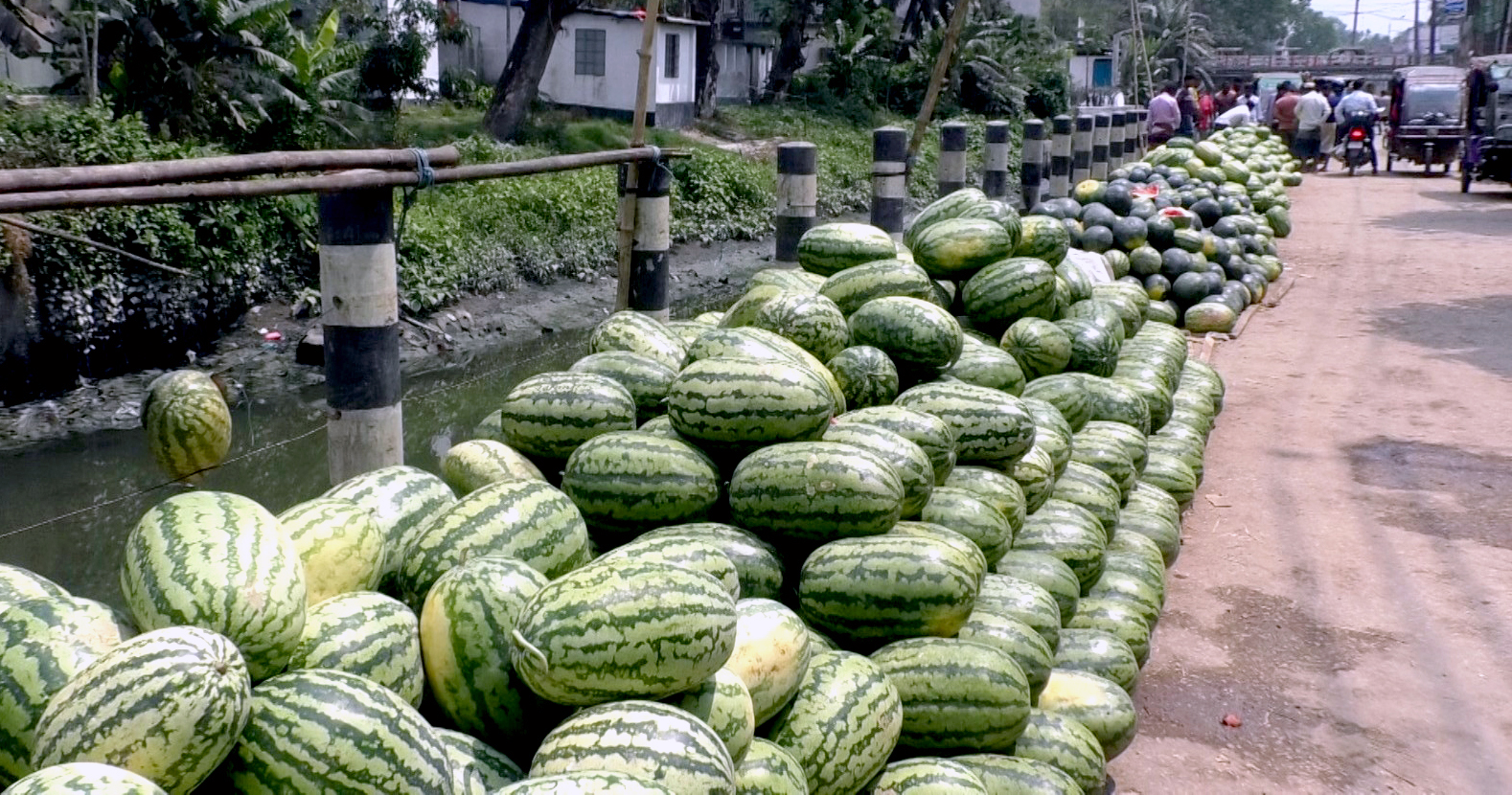 ভোলায় তরমুজের বাজার মন্দা, দাম না পেয়ে হতাশ চাষি-ব্যবসায়ীরা
