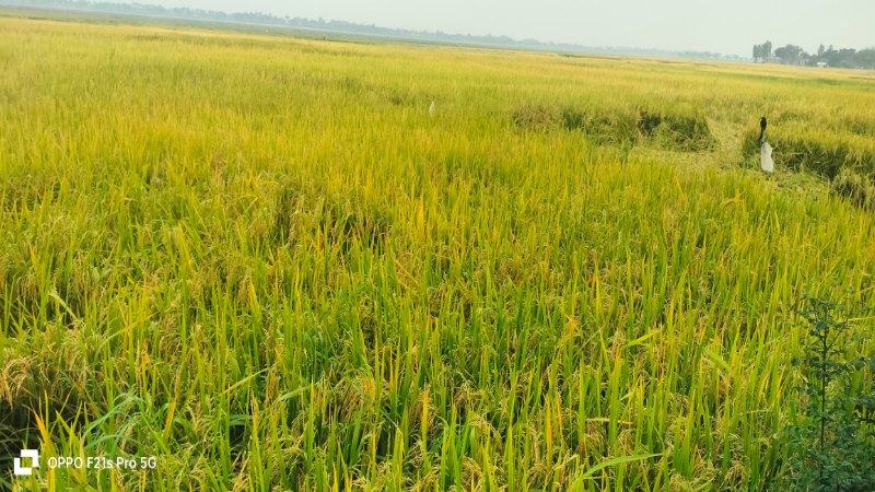 ধানের দামে ধস কাটতে আসছে না শ্রমিক বেকায়দায় তানোরের বিলপাড়ের কৃষকরা