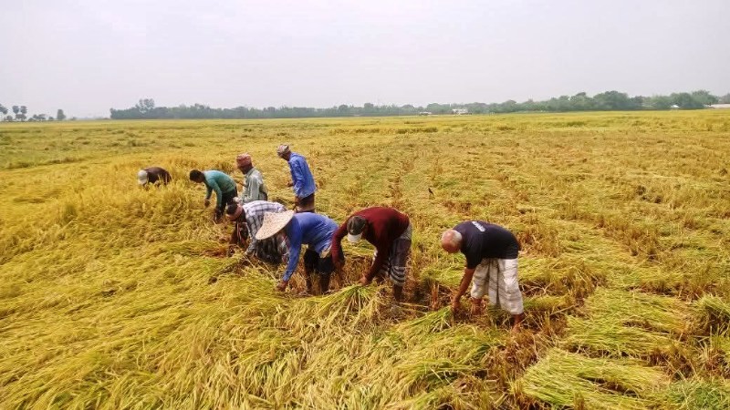বাম্পার ফলেনেও হতাশ তানোরের বিলপাড়ের বোরো কৃষকরা