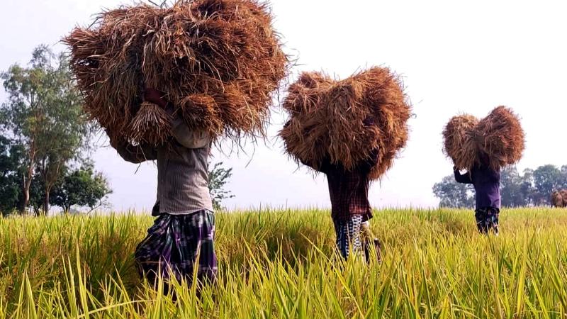 তানোরে একমন ধান বিক্রি করে হচ্ছে না একজন শ্রমিকের মুজুরি