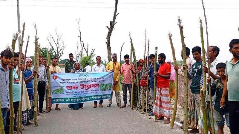 রাণীশংকৈলে পুষ্টি নিরাপত্তা ও অর্থনীতি শক্তিশালী করতে সজিনা চাষের রোপণ কার্যক্রমের উদ্বোধন