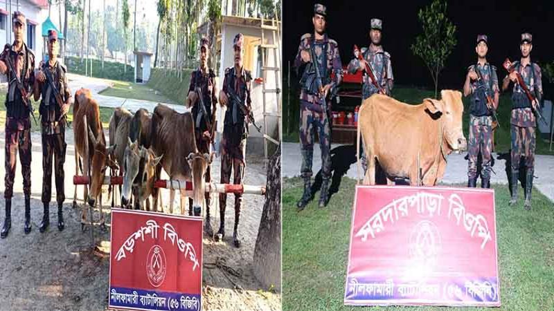 বোদা সীমান্ত এলাকায় ৫৬-বিজিবির অভিযানে ৫টি ভারতীয় গরু আটক