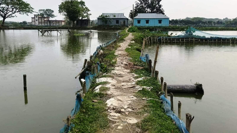 ফিসারির দখলে বিলীন সড়ক: নীরব প্রশাসন, চরম দুর্ভোগে কয়েক হাজার গ্রামবাসী