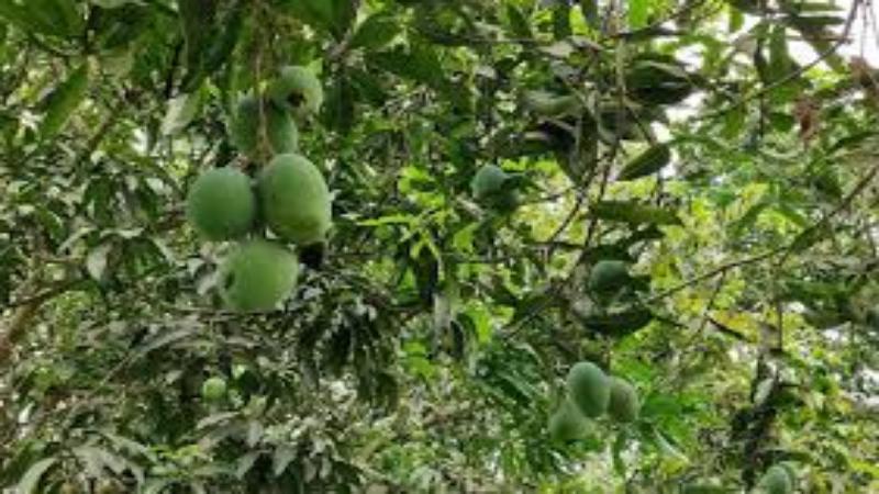 ঝিনাইদহে তীব্র তাপপ্রবাহে ঝরে পড়ছে আম, জাম, লিচু, জামরুলের গুটি