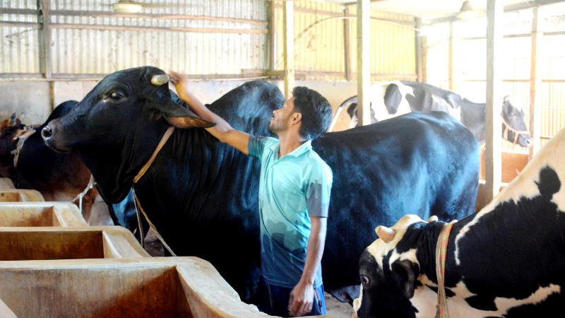 সিরাজগঞ্জে কোরবানির জন্য প্রস্তুত পশুদের পেছনে ব্যয় হচ্ছে অতিরিক্ত খরচ