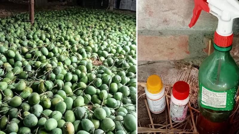 যশোরে বেলতলায় অপরিপক্ক আমের হিমসাগরের ছড়াছড়ি: কেমিক্যাল ছিটিয়ে পাকানো হচ্ছে আম