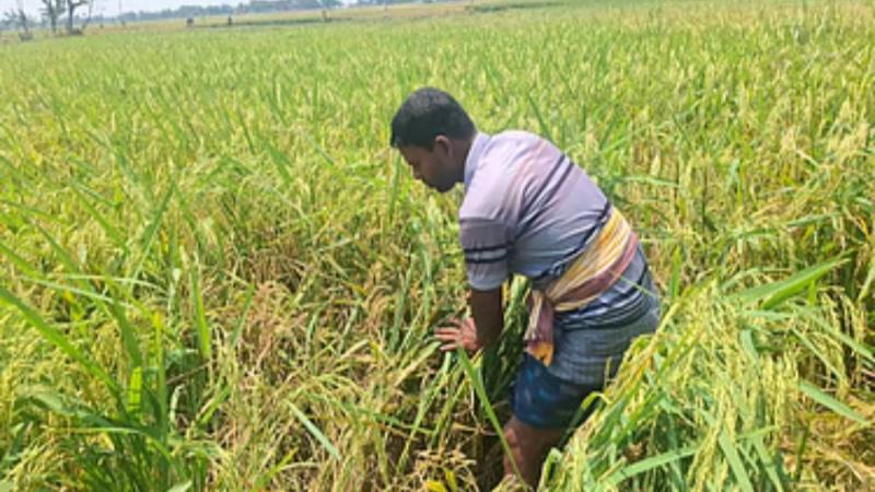 রাজশাহীতে বিএডিসি বীজে প্রতারণা সর্বনাশ চাষীদের