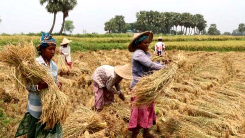 ধানে লোকসান খড়ের জন্যই লড়ছেন বোরো চাষীদের