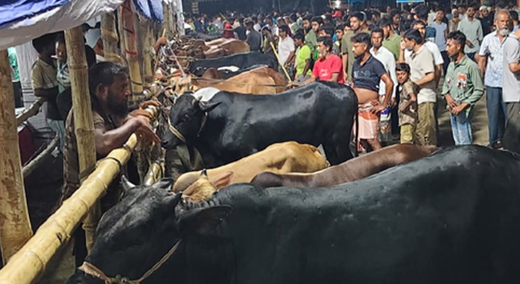 খুলনা নগরীর জোড়াগেট পশুর হাট থেকে কেসিসির আয় ২ কোটি ১৫ লাখ টাকা