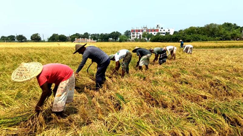 বরেন্দ্র অঞ্চলে বোরো ধান কাটার ধুম বাম্পার ফলন হলেও দাম নিয়ে চিন্তিত কৃষক