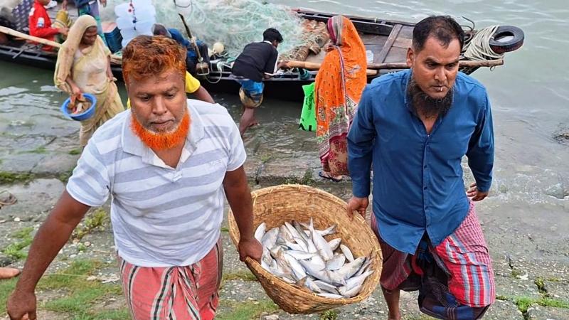 দুই মাসের নিষেধাজ্ঞা শেষ হলেও চাঁদপুরের জেলেদের জালে আশানরুপ মিলছেনা ইলিশ