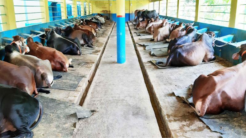 সৈয়দপুরে ক্রেতাদের সুবিধা দিয়ে কোরবানির পশু বিক্রি,ব্যাপক সাড়া