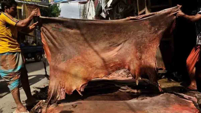 কোরবানির পশুর চামড়ার দাম নির্ধারণের পরও ঝিনাইদহে চামড়ার দামে ধস