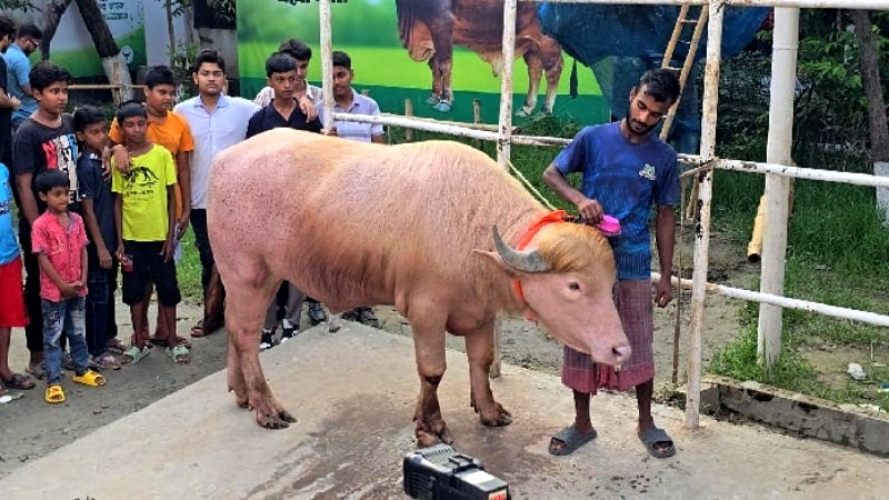 ভাইরাল মহিষ ‘কথিত ডোনাল্ড ট্রাম্প’ এখন চিড়িয়াখানায়