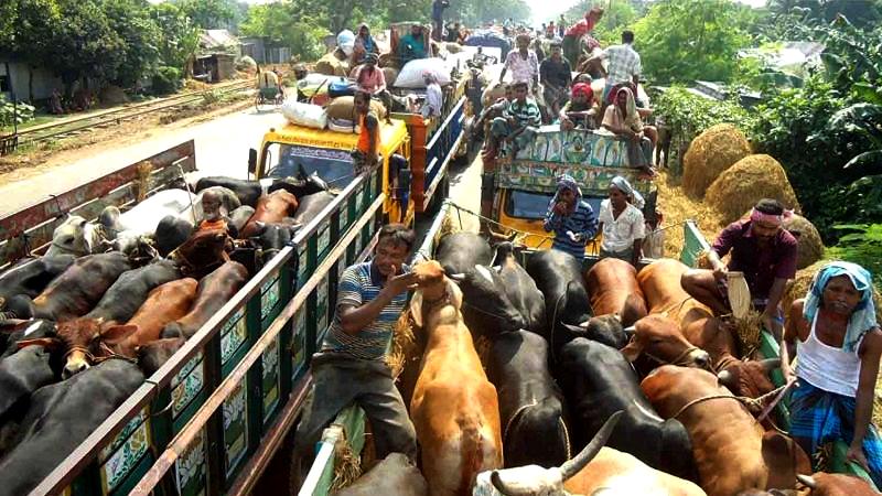 ঈদে পশুবাহী ট্রাকে হাটের নাম-ঠিকানা প্রদর্শনের নির্দেশ