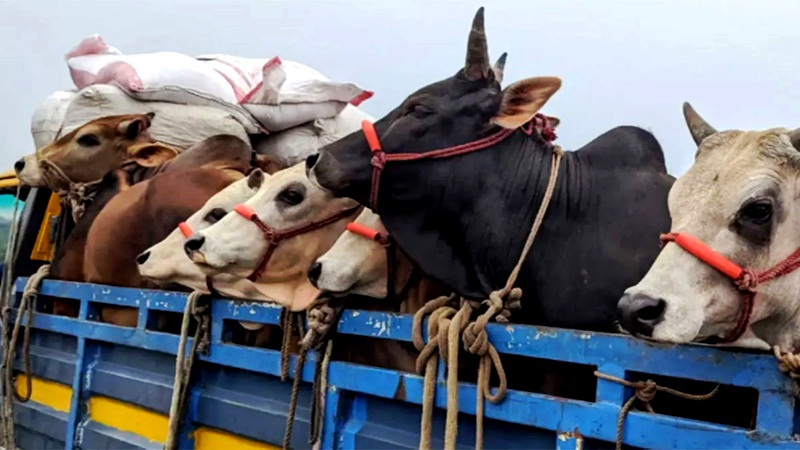 পশু পরিবহন ও কোরবানিতে আইন না মানলে শাস্তি