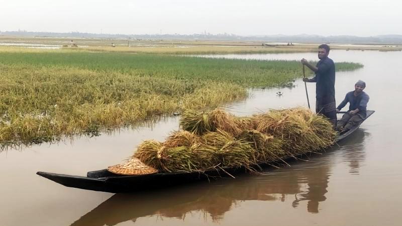 হাকালুকি হাওর পাড়ের কৃষকদের বৈরী আবহাওয়া আর বানের জলের সাথে লড়াই