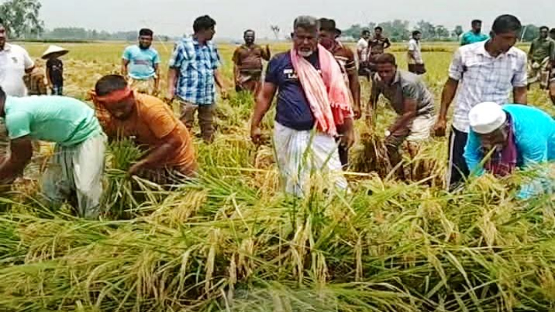 নওগাঁয় কৃষকের মাঠের ধান কেটে ঘরে তুলে দিলেন এমপি ফজলে হুদা বাবুল