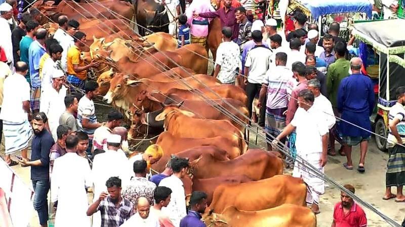 রাজধানীর কোথায় কোন হাট, জমে উঠেছে পশুরহাট