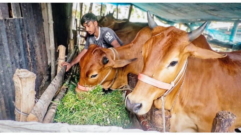 কোরবানির ঈদকে সামনে রেখে গরু পরিচর্যায় ব্যস্ত ভোলার খামারিরা