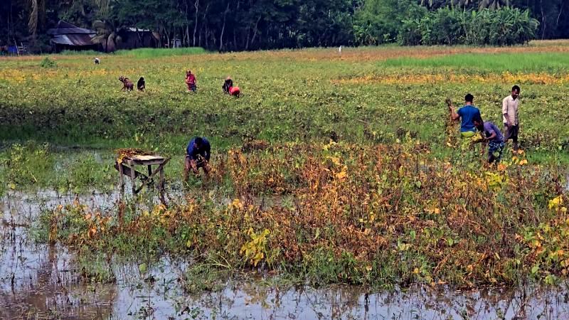 ঝড়-বৃষ্টিতে ভোলায় রবি শস্যের ব্যাপক ক্ষতি, দিশেহারা কৃষক