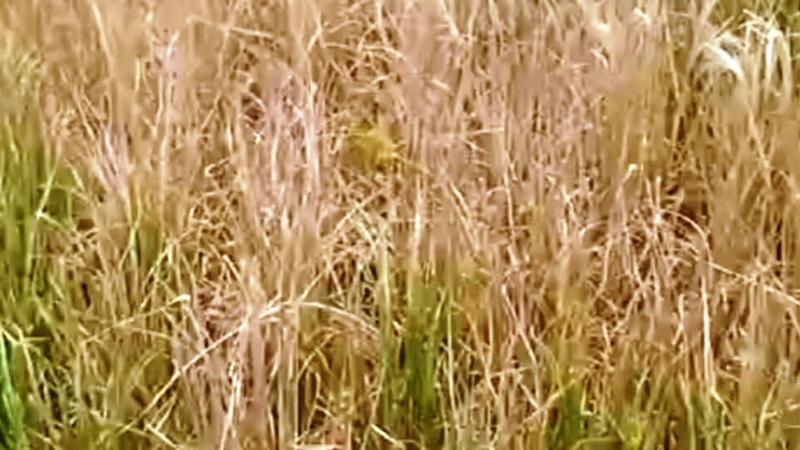 তানোরে আদালতের আদেশ অমান্য করে জমির পাকা ধান পুড়িয়ে দেয়ার অভিযোগ