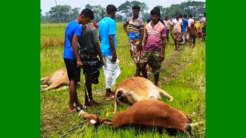 তানোরে নেসকোর সেচ যন্ত্রের তার ছিড়ে ৭ টি গরুর মর্মান্তিক মৃত্যু