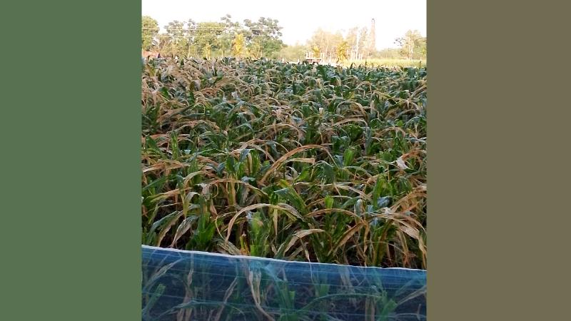 রাণীশংকৈলে ইটভাটার গ্যাসে কৃষকের ক্ষতি-তদন্তে সত্যতা মিললেও ইউএনও’র নীরবতা