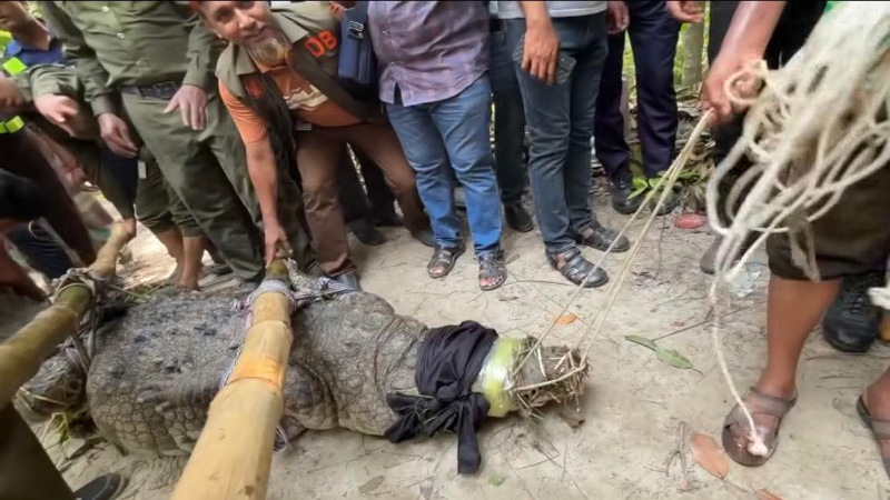 খানজাহান আলী মাজারের দিঘির সেই কুমির যাচ্ছে খুলনার রেসকিউ সেন্টারে