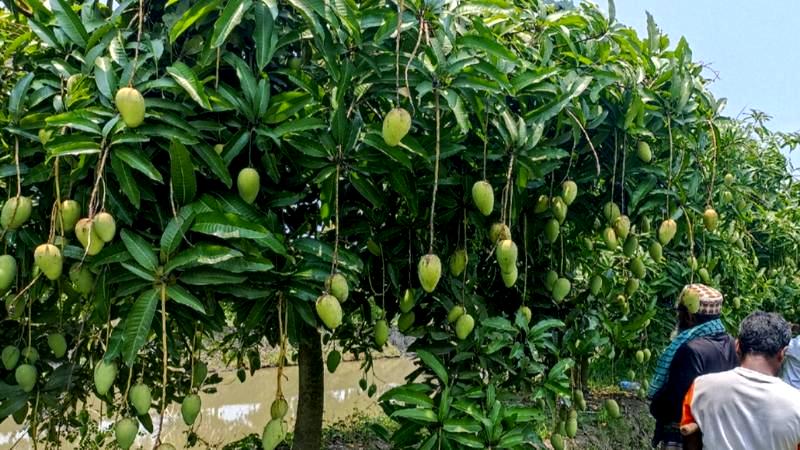 মোরেলগঞ্জে কাটিমন আম চাষে কৃষকের সফলতা, অনলাইনে যাচ্ছে দেশের বিভিন্ন প্রান্তে