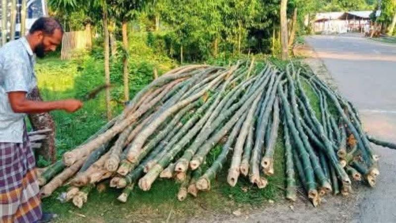 দিঘলিয়ায় ৭০ বছরের ঐতিহ্যবাহী বাঁশের হাট উন্নয়নের অপেক্ষায়: স্থায়ী স্থানের দাবিতে ১৮ ব্যবসায়ী