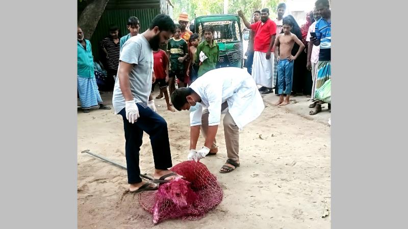 হোমনায় কুকুরের কামড়ে ৩০ জন আহতের ঘটনার পর অবশেষে জলাতঙ্ক রোধে টিকাদান শুরু