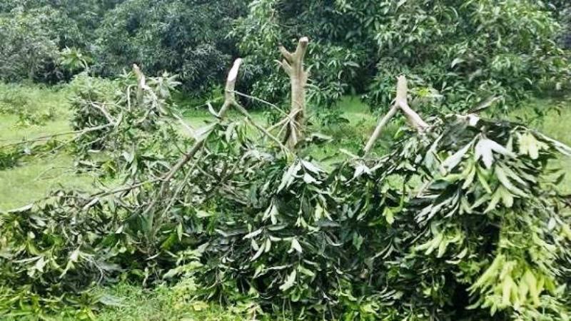 গুড়গুড়ি উত্তরপাড়া গ্রামে পূর্ব শত্রুতার জের ধরে প্রতিপক্ষরা ৬০টি আম গাছ কেটে ফেলেন