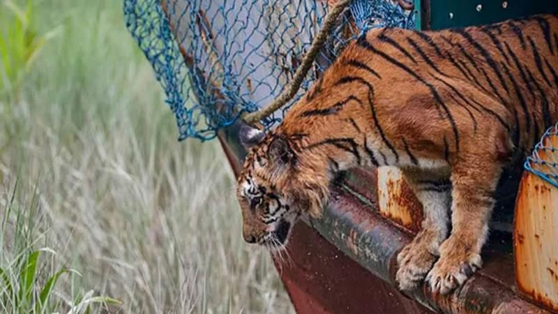 সুন্দরবনে হরিনশিকারিদের পাতা ফাঁদে আহত বাঘিনী সুস্থ হয়ে ফিরে গেল সুন্দরবনে