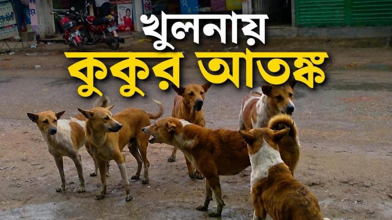 খুলনার লবণচরা এলাকায় বেওয়ারিশ কুকুরের উৎপাত একদিনে পাঁচজন আক্রান্ত