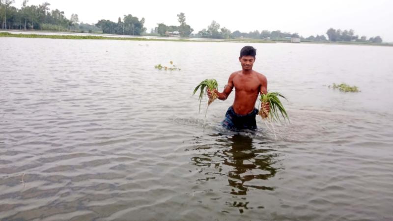 জামালপুরে মেলান্দহে জলাবদ্ধতায় ফসলের ক্ষতি