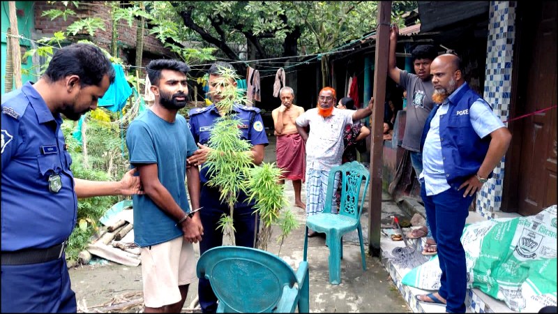 ভোলায় বাথরুমের ছাদ থেকে গাঁজা গাছসহ যুবক গ্রেফতার