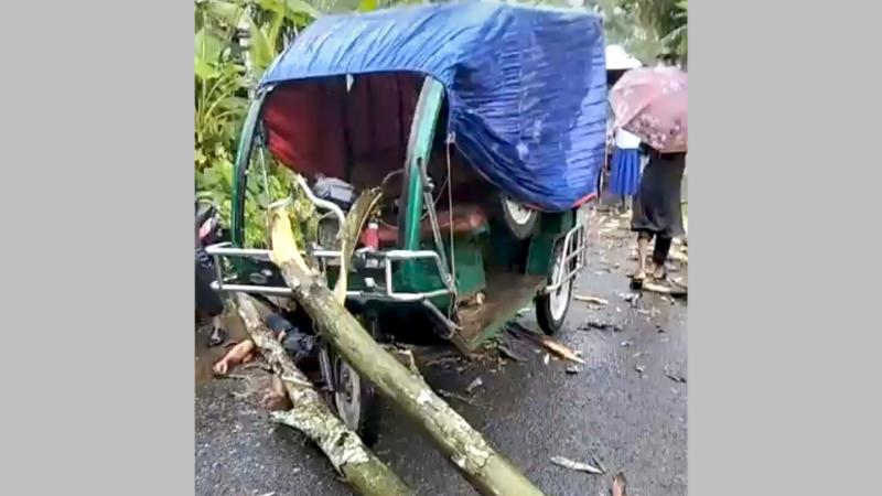 চলন্ত ইজিবাইকের ওপর সড়কের গাছ ভেঙ্গে পড়ে চালক নিহত