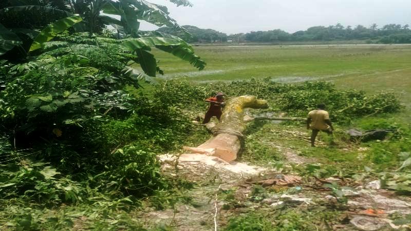 আত্রাইয়ে সরকারি গাছ কাটার অপরাধে একজনকে জরিমানা