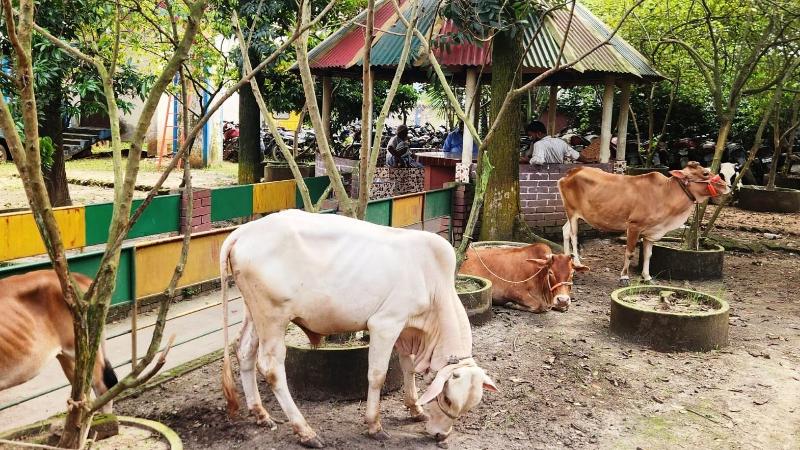 কালিয়াকৈরে বিএনপির নেতার খামারে পাঁচটি চোরাই গরু উদ্ধারেই তোলপাড়