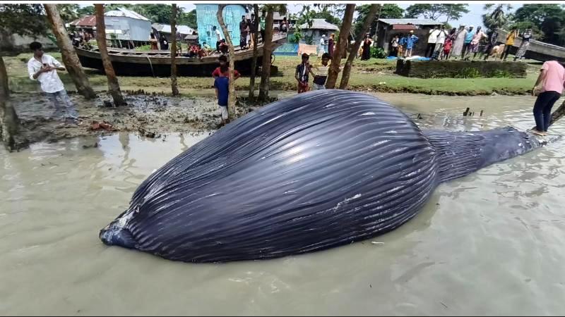 তালতলীর নদীতে ৩২ ফুটের মৃত তিমি, উৎসুক জনতার ভিড়