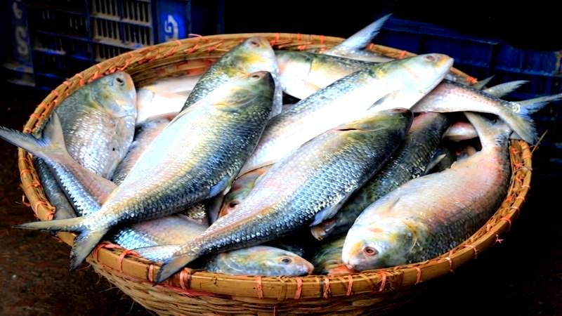 দুর্গাপূজা উপলক্ষে ইলিশ চায় ভারত, নিষেধাজ্ঞা প্রত্যাহারের আহ্বান