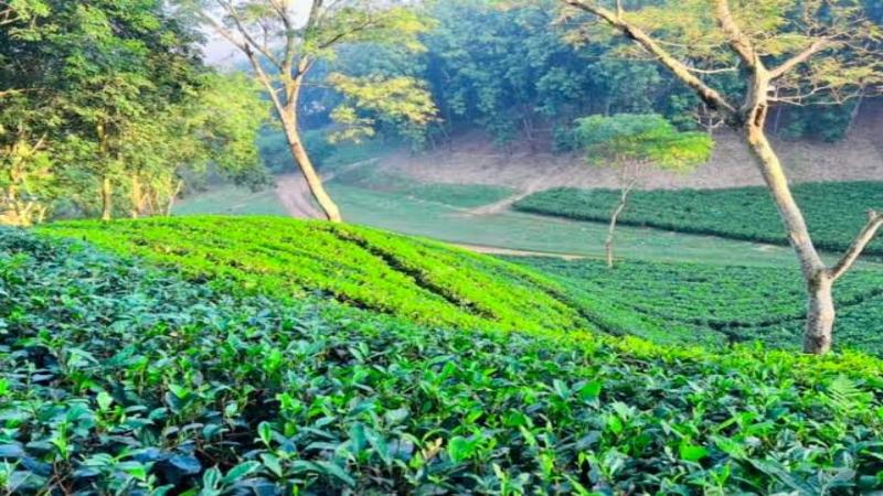 বাংলাদেশ চা বোর্ডের নিবন্ধিত ১৬৭টি চা বাগানের বড় একটি অংশ জুড়ে সিলেট
